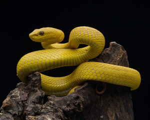 close up of a snake