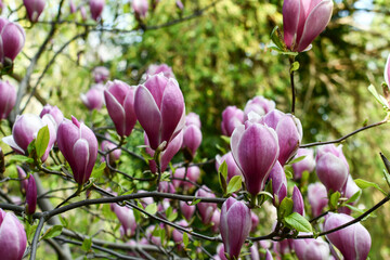 delicate purple magnolia. branch with flowers and buds. magnolia liliflora	