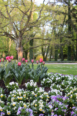 blooming tulips with fresh green leaves in the park. Dutch tulips bloom in spring.