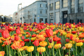 Fototapeta premium Bright tulips with fresh green leaves on a city street. Dutch tulips bloom in spring. Floral background.