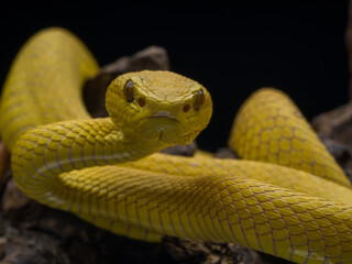 close up of a snake