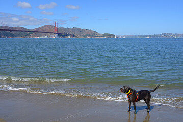 Black Labrador on Crissy Field West Beach of San Francisco Peninsula in California, United States