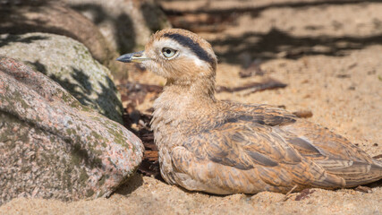 Peruvian Thick-knee, Burhinus superciliaris. Portrait. Bird watching