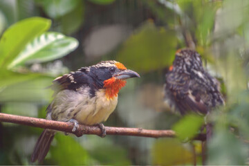 Black-spotted barbtail, a small dark bird that creeps. Portrait. Bird watching