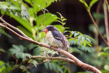Black-spotted barbtail, Premnoplex brunnescens, a small dark bird that creeps. Portrait
