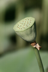 Un gros plan d'une belle fluer sur un fond en noir et blanc	
