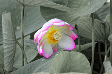 Un gros plan d'une belle fluer sur un fond en noir et blanc	
