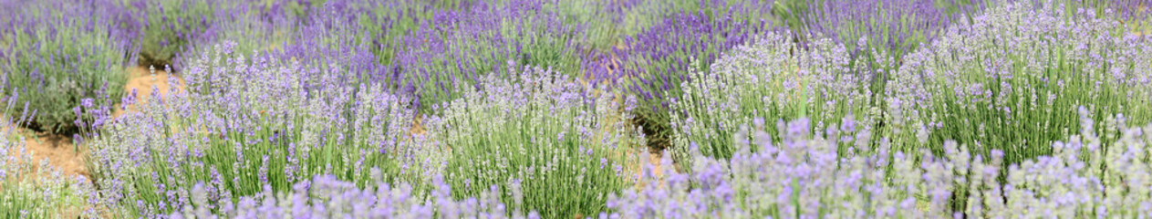Fototapeta na wymiar lavender flower bushes in the cultivated field for the production of perfumes and essential oils