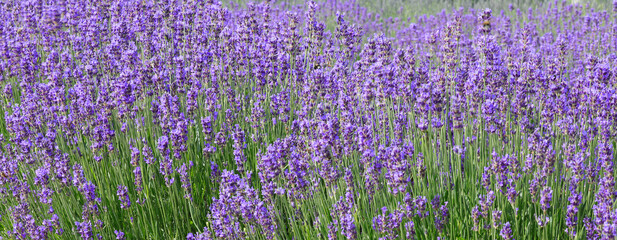 lavender flower bushes in the cultivated field for the production of perfumes and essential oils