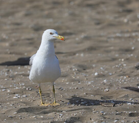 big seagull with yellow beak that paws on the beach