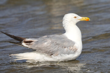 white seagull on the seashore in summer looking for food