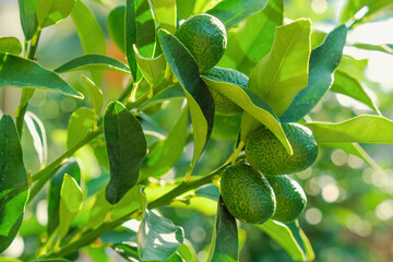 Close-up of a green kumquats on a tree. Growing kumquats in agriculture. Unripe kumquat fruits in sunlight.