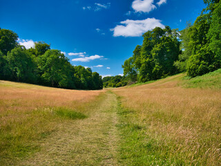 Fototapeta na wymiar A path through long grasses between two hills lined with tress with green leaves. Taken on a sunny day in summer with blue skies.