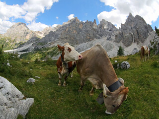 Fototapeta na wymiar brown cow while grazing the grass in the mountain meadows in summer