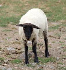 SUFFOLK sheep breed with black head and legs in the pasture