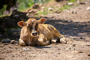 Fototapeta premium A young calf hides in the shade from the heat. Cows graze on a pasture in the garden, lies resting in the shade. The concept of animal husbandry and organic food.