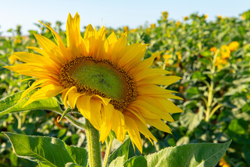 Close up image of a pretty yellow sunflower in a sunflower field 