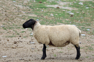SUFFOLK sheep breed with black head and legs in the pasture