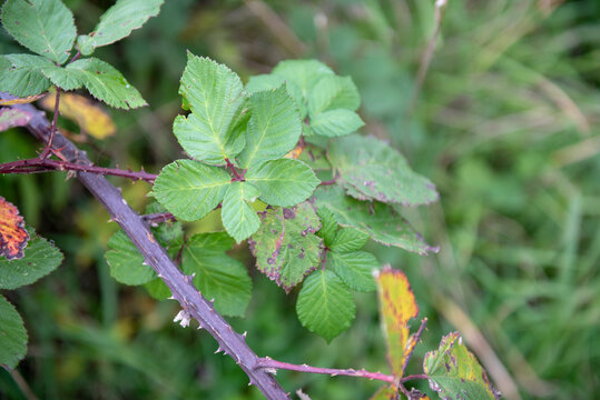 Close up image of stinging nettles with thorn brambles 