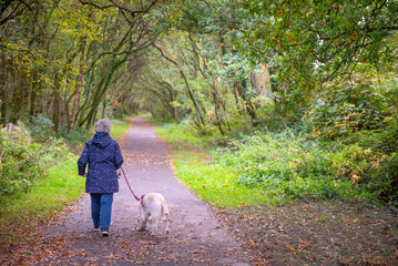 Fototapeta premium Senior woman walking with pet golden retriever on a path in Autumn