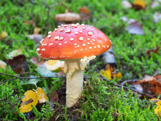 close up of a fly agaric with the latin name Amanita muscaria