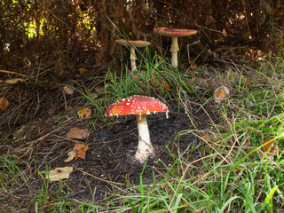 fly agaric with the latin name Amanita muscaria in the grass