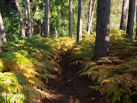 Forest path with ferns left and right with its latin name, Dryopteris dilatata, on a sunny day in autumn