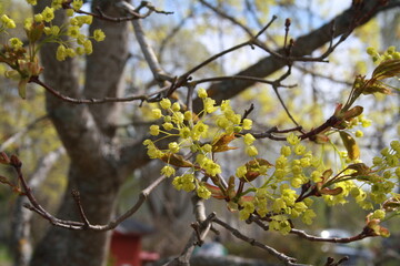 Tree in the summer