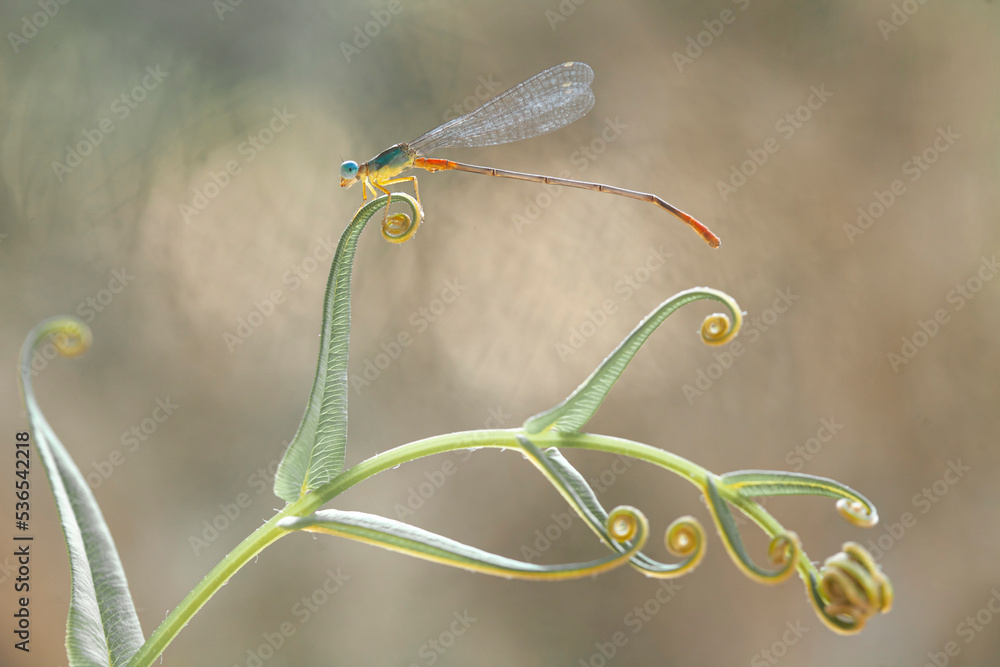 Wall mural The Story of  Beautiful Damselflies