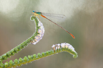 The Story of  Beautiful Damselflies