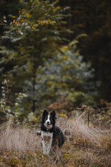 Border Collie na jesiennym spacerze w lesie