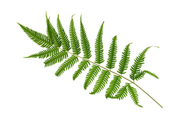 Fern leaf,Green leaves fern tropical rainforest foliage plant isolated on white background.Graphics artwork design element 