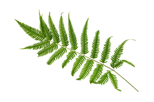 Fern leaf,Green leaves fern tropical rainforest foliage plant isolated on white background.Graphics artwork design element 