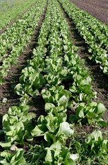Fototapeta na wymiar Agriculture, food production of vegetables: field with rows of lettuce plants