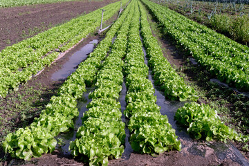 Agriculture, food production of vegetables: field with rows of lettuce plants