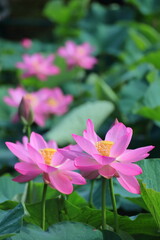 古代ロマン大賀ハス