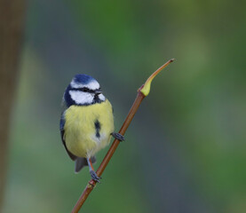 Eurasian blue tit