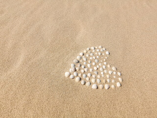 A Collection of Seashells Arranged in a Heart on the beach.
