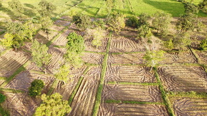 rice terraces in island