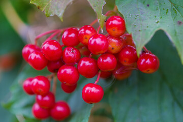 Viburnum berries close up. Shallow depth of field.