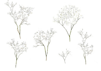 Gypsophila collection. Baby's breath plants, blooming flowers, isolated on white background. Hand drawn detailed botanical illustration. - obrazy, fototapety, plakaty