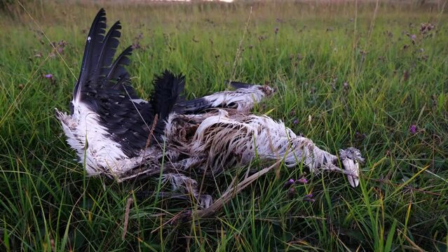 Dead white stork (Ciconia ciconia) on the meadow. Electrocuted bird laying under the power line on the Great Hungarian Plain near Farmos, Hungary. Animal remains, bones and skull, decaying carcass. 4K