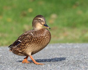 Mallard