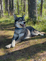 Siberian Husky