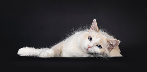 Pretty young blue tortie Ragdoll cat, laying down on side facing front. Looking towards camera with...