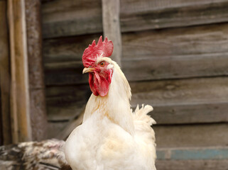 portrait of a white rooster with a menacing look against the background of a wooden fence. profile of an adult male hen