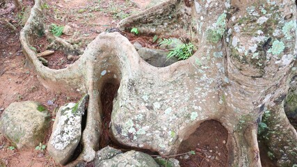 Curvy tree root at Khao Kho, Thailand