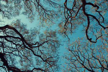 Naklejka premium Low angle view of tree branches and sky