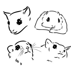 illustration vector hand draw doodles of flying squirrel or Pteromyini or Petauristini isolated on white background