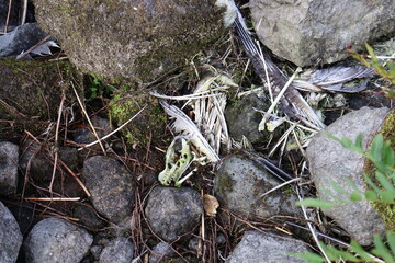 Squelette d'oiseau  sur des rochers avec plumes